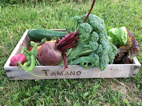 tamano farm|Tamano Farm .